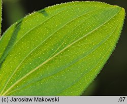 Hypericum hirsutum (dziurawiec kosmaty)