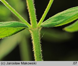 Hypericum hirsutum (dziurawiec kosmaty)