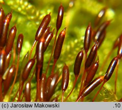 Hypnum cupressiforme var. lacunosum