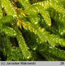 Hypnum cupressiforme var. lacunosum