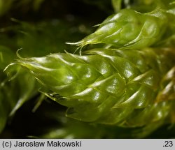 Hypnum cupressiforme var. lacunosum