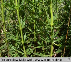 Hyssopus officinalis (hyzop lekarski)