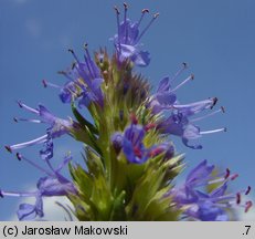 Hyssopus officinalis (hyzop lekarski)