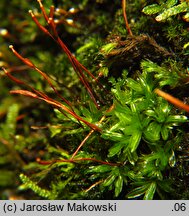 Tortula subulata (brodek szydłowaty)