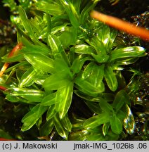 Tortula subulata (brodek szydłowaty)