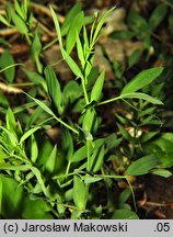 Lathyrus pratensis (groszek łąkowy)