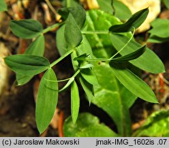 Lathyrus pratensis (groszek łąkowy)