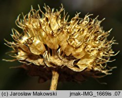 Jasione montana (jasieniec piaskowy)