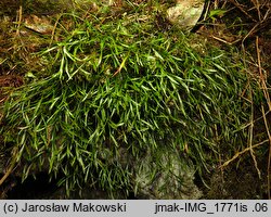 Asplenium septentrionale (zanokcica północna)