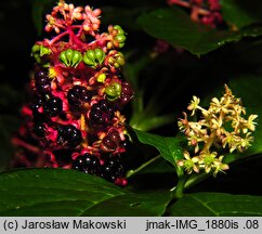 Phytolacca acinosa (szkarłatka jagodowa)