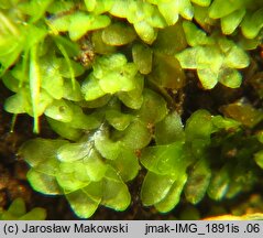 Diplophyllum obtusifolium (dwupłat tępolistny)