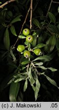 Pyrus salicifolia (grusza wierzbolistna)