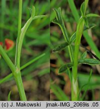 Pimpinella major (biedrzeniec wielki)