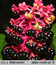 Phytolacca acinosa (szkarłatka jagodowa)