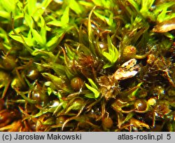 Weissia longifolia (potłumek trwałowieczek)