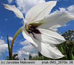 Acidanthera bicolor (acidantera dwubarwna)