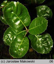 Quercus alnifolia (dąb olcholistny)