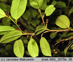 Sycopsis sinensis (sykopsis chiński)