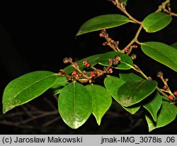 Sycopsis sinensis (sykopsis chiński)