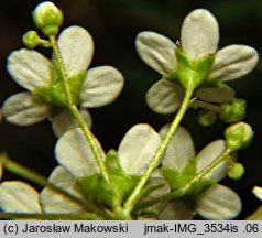 Saxifraga paniculata (skalnica gronkowa)