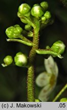 Saxifraga paniculata (skalnica gronkowa)