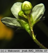 Saxifraga paniculata (skalnica gronkowa)