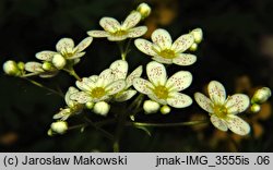 Saxifraga paniculata (skalnica gronkowa)