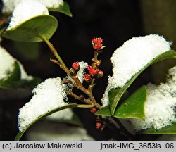 Sycopsis sinensis (sykopsis chiński)