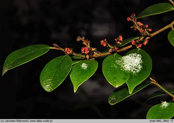 Sycopsis sinensis (sykopsis chiński)