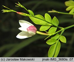 Jasminum grandiflorum (jaśmin wielkokwiatowy)