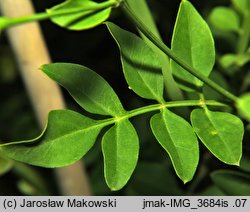 Jasminum grandiflorum (jaśmin wielkokwiatowy)