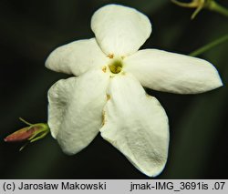 Jasminum grandiflorum (jaśmin wielkokwiatowy)