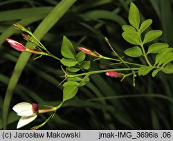 Jasminum grandiflorum (jaśmin wielkokwiatowy)