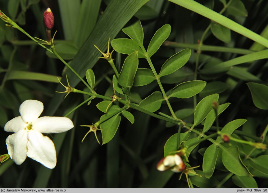 Jasminum grandiflorum (jaśmin wielkokwiatowy)