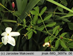 Jasminum grandiflorum (jaśmin wielkokwiatowy)