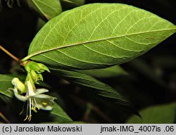 Lonicera ×purpusii (suchodrzew Purpusa)