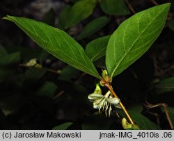 Lonicera ×purpusii (suchodrzew Purpusa)