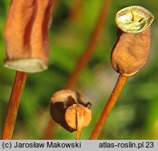 Polytrichum juniperinum (płonnik jałowcowaty)