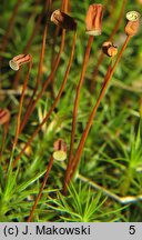 Polytrichum juniperinum (płonnik jałowcowaty)