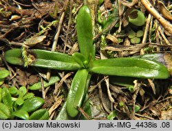 Petrorhagia prolifera (goździcznik wycięty)