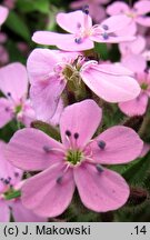 Saponaria ocymoides (mydlnica bazyliowata)