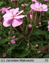 Saponaria ocymoides (mydlnica bazyliowata)