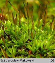 Tortula subulata (brodek szydłowaty)