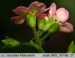 Myosotis palustris (niezapominajka błotna)