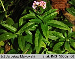 Myosotis palustris ssp. palustris (niezapominajka błotna typowa)