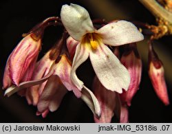 Abeliophyllum distichum (abeliofyllum koreańskie)