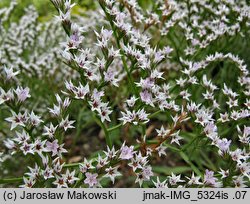 Goniolimon tataricum (zatrwian tatarski)