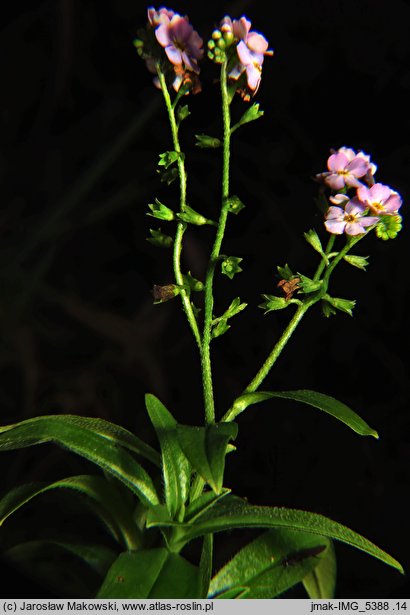 Myosotis palustris ssp. palustris (niezapominajka błotna typowa)