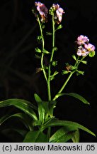 Myosotis palustris ssp. palustris (niezapominajka błotna typowa)