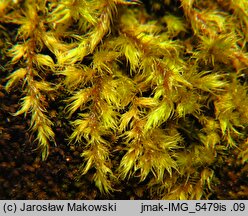 Codriophorus fascicularis (tępolistka rózgowata)